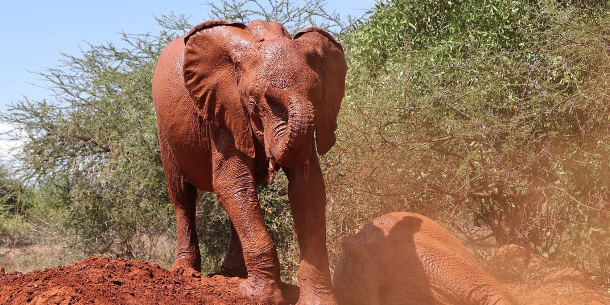 Two young orphaned elephants coated in red Tsavo dust, one standing on a mound of red earth beside acacia scrub and one lying down in the dust beside her.