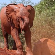 Two young orphaned elephants coated in red Tsavo dust, one standing on a mound of red earth beside acacia scrub and one lying down in the dust beside her.