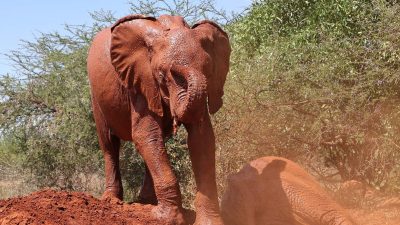 Two young orphaned elephants coated in red Tsavo dust, one standing on a mound of red earth beside acacia scrub and one lying down in the dust beside her.