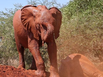 Two young orphaned elephants coated in red Tsavo dust, one standing on a mound of red earth beside acacia scrub and one lying down in the dust beside her.