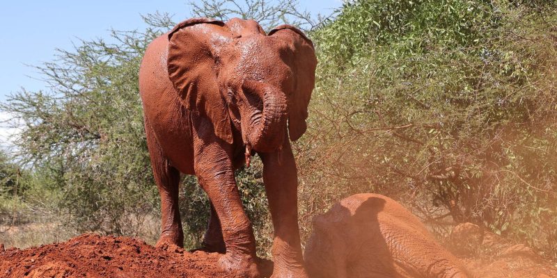 Two young orphaned elephants coated in red Tsavo dust, one standing on a mound of red earth beside acacia scrub and one lying down in the dust beside her.