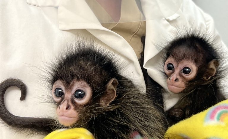 Two infant spider monkeys wrapped in a yellow blanket and held against a caretaker in a white coat during hand-rearing.