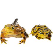 Two bright yellow frogs marked with black bands sit side by side against a white background. A tiny dark juvenile frog, a fraction of their size, rests on the back of the larger one.