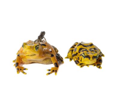 Two bright yellow frogs marked with black bands sit side by side against a white background. A tiny dark juvenile frog, a fraction of their size, rests on the back of the larger one.