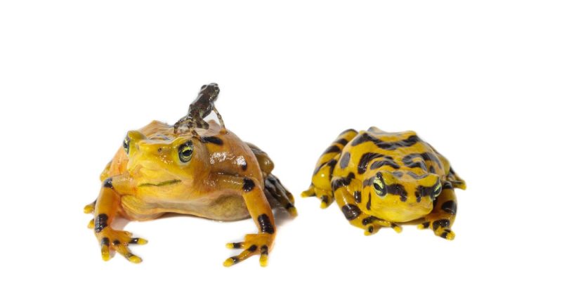 Two bright yellow frogs marked with black bands sit side by side against a white background. A tiny dark juvenile frog, a fraction of their size, rests on the back of the larger one.