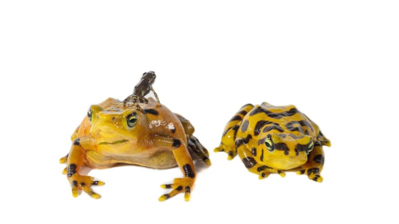 Two bright yellow frogs marked with black bands sit side by side against a white background. A tiny dark juvenile frog, a fraction of their size, rests on the back of the larger one.