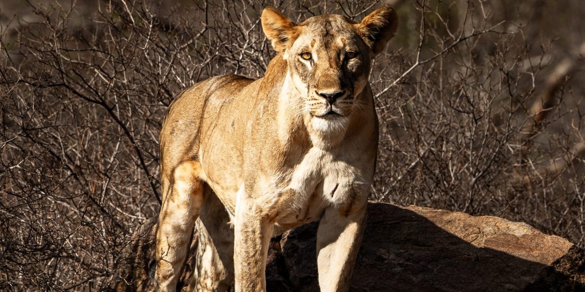 A lioness stands on a low rock in dry thornbush scrub in the Tsavo Conservation Area of southeastern Kenya, in late afternoon light.
