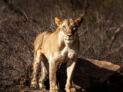 A lioness stands on a low rock in dry thornbush scrub in the Tsavo Conservation Area of southeastern Kenya, in late afternoon light.