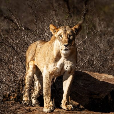 A lioness stands on a low rock in dry thornbush scrub in the Tsavo Conservation Area of southeastern Kenya, in late afternoon light.