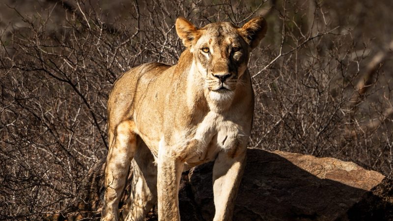 A lioness stands on a low rock in dry thornbush scrub in the Tsavo Conservation Area of southeastern Kenya, in late afternoon light.