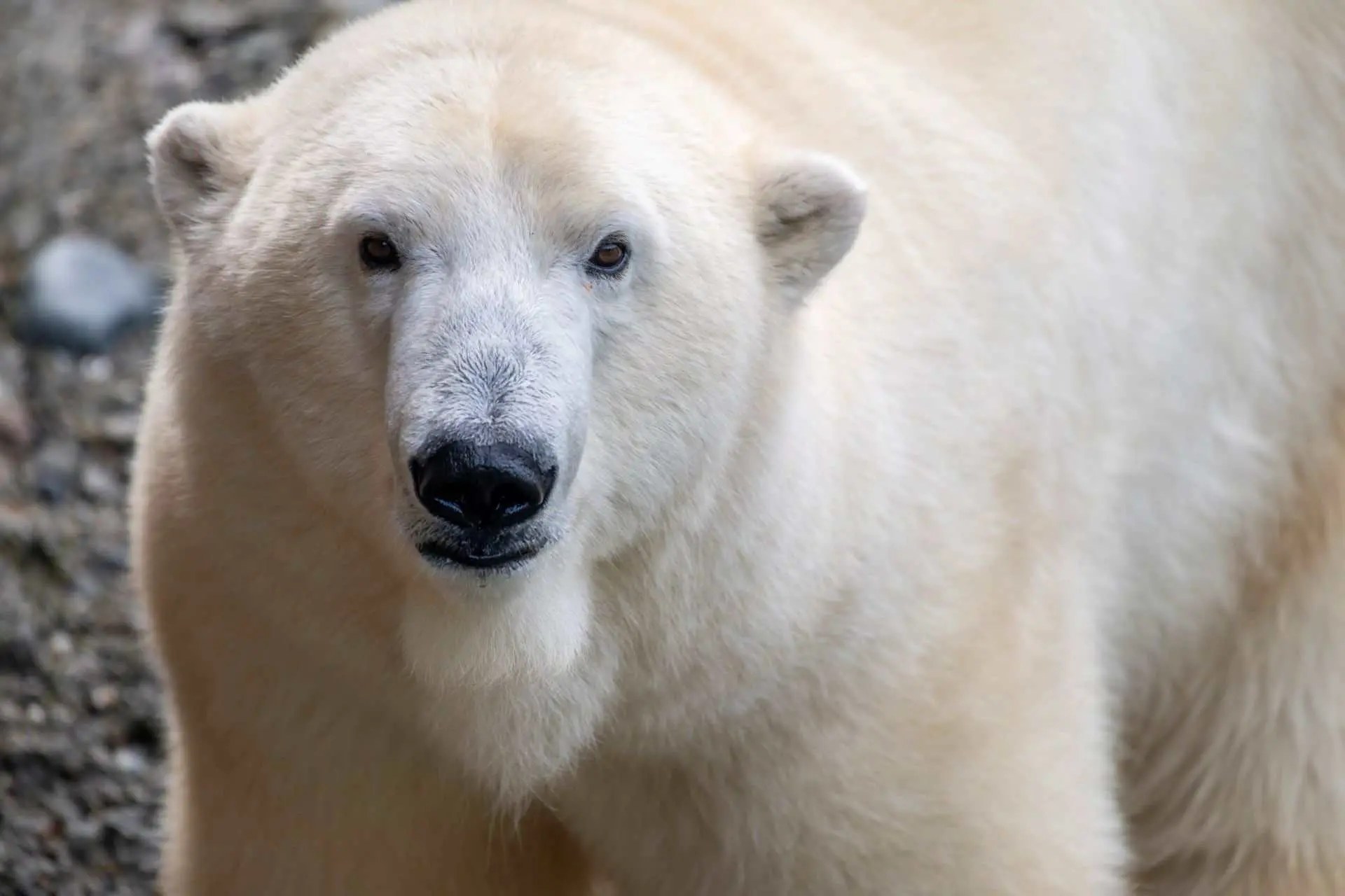 A close portrait of Laerke, a white polar bear, looking toward the camera on a gravel surface at Point Defiance Zoo and Aquarium