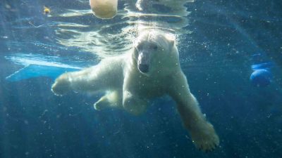Laerke, a polar bear, swims underwater with her front legs spread wide and sunlight breaking through the surface of the pool above her