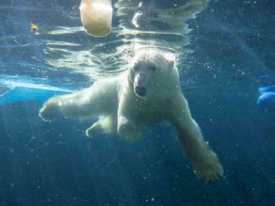 Laerke, a polar bear, swims underwater with her front legs spread wide and sunlight breaking through the surface of the pool above her