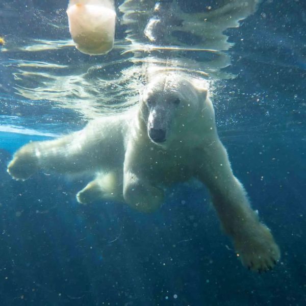 Laerke, a polar bear, swims underwater with her front legs spread wide and sunlight breaking through the surface of the pool above her