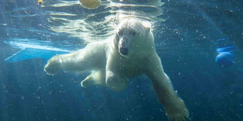 Laerke, a polar bear, swims underwater with her front legs spread wide and sunlight breaking through the surface of the pool above her