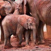 A very small elephant calf stands among several larger orphaned elephants on red earth, dwarfed by the legs and bodies around it, at a Sheldrick Wildlife Trust elephant orphanage in Kenya.
