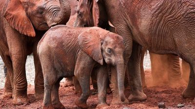 A very small elephant calf stands among several larger orphaned elephants on red earth, dwarfed by the legs and bodies around it, at a Sheldrick Wildlife Trust elephant orphanage in Kenya.