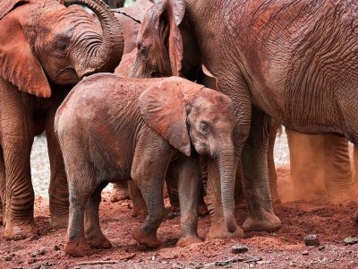 A very small elephant calf stands among several larger orphaned elephants on red earth, dwarfed by the legs and bodies around it, at a Sheldrick Wildlife Trust elephant orphanage in Kenya.