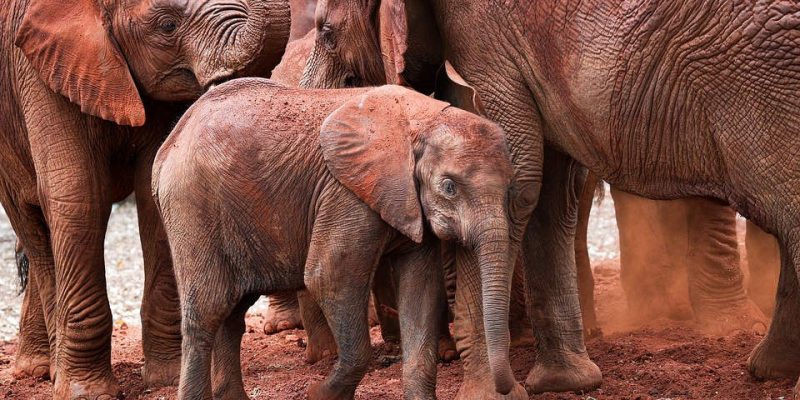 A very small elephant calf stands among several larger orphaned elephants on red earth, dwarfed by the legs and bodies around it, at a Sheldrick Wildlife Trust elephant orphanage in Kenya.