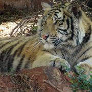 A tiger lies in dappled shade on a bank of red earth at the National Zoological Garden in Pretoria, forepaws resting on a rock, head turned to one side, dry branches behind it.