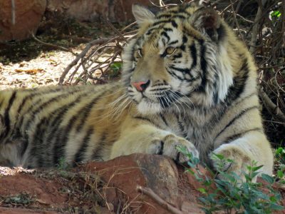 A tiger lies in dappled shade on a bank of red earth at the National Zoological Garden in Pretoria, forepaws resting on a rock, head turned to one side, dry branches behind it.