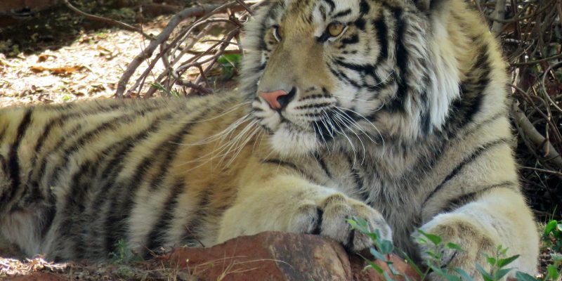 A tiger lies in dappled shade on a bank of red earth at the National Zoological Garden in Pretoria, forepaws resting on a rock, head turned to one side, dry branches behind it.