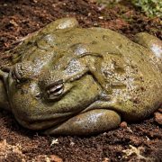 A large olive-green African bullfrog sits low on dark soil and bark litter, its broad folded body and heavy-lidded eyes filling the frame, in a vivarium enclosure at the national zoo in Rabat.