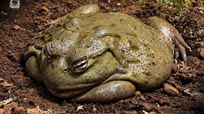 A large olive-green African bullfrog sits low on dark soil and bark litter, its broad folded body and heavy-lidded eyes filling the frame, in a vivarium enclosure at the national zoo in Rabat.