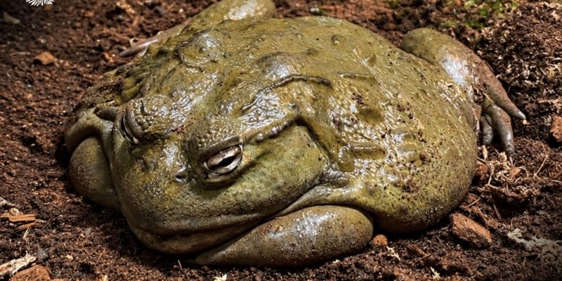 A large olive-green African bullfrog sits low on dark soil and bark litter, its broad folded body and heavy-lidded eyes filling the frame, in a vivarium enclosure at the national zoo in Rabat.