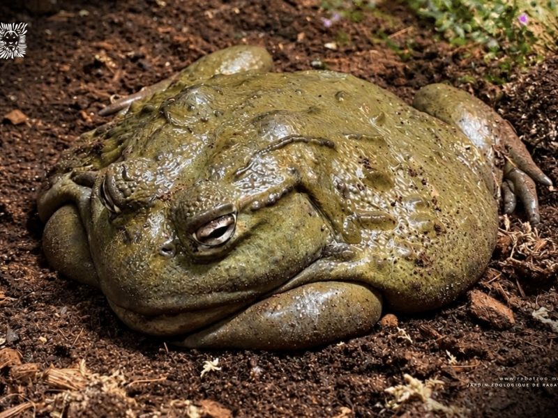 A large olive-green African bullfrog sits low on dark soil and bark litter, its broad folded body and heavy-lidded eyes filling the frame, in a vivarium enclosure at the national zoo in Rabat.