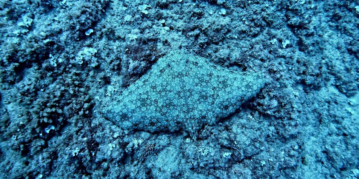 A marbled electric ray rests flat on a rocky seabed off Shavei Zion, its mottled disc patterned in pale rings that blend into the encrusted stone around it.