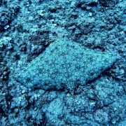 A marbled electric ray rests flat on a rocky seabed off Shavei Zion, its mottled disc patterned in pale rings that blend into the encrusted stone around it.