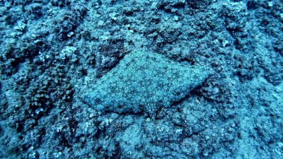 A marbled electric ray rests flat on a rocky seabed off Shavei Zion, its mottled disc patterned in pale rings that blend into the encrusted stone around it.
