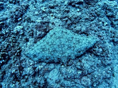 A marbled electric ray rests flat on a rocky seabed off Shavei Zion, its mottled disc patterned in pale rings that blend into the encrusted stone around it.