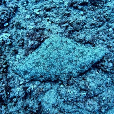 A marbled electric ray rests flat on a rocky seabed off Shavei Zion, its mottled disc patterned in pale rings that blend into the encrusted stone around it.
