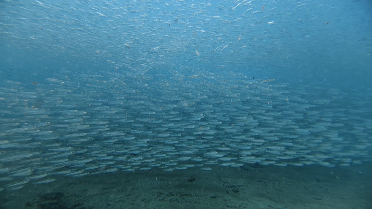 An enormous school of small silver fish fills the water above a sandy seabed in the shallows off the western Galilee coast