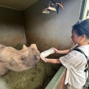 A caregiver holds a large bottle of milk to the mouth of a young rhino lying on a bed of hay inside a straw-lined boma at Care for Wild.
