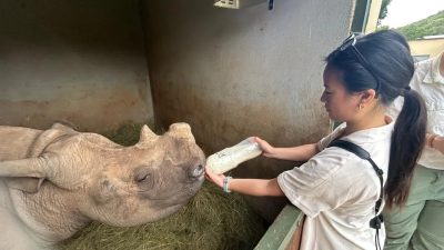 A caregiver holds a large bottle of milk to the mouth of a young rhino lying on a bed of hay inside a straw-lined boma at Care for Wild.