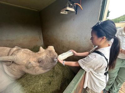 A caregiver holds a large bottle of milk to the mouth of a young rhino lying on a bed of hay inside a straw-lined boma at Care for Wild.