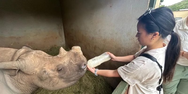 A caregiver holds a large bottle of milk to the mouth of a young rhino lying on a bed of hay inside a straw-lined boma at Care for Wild.