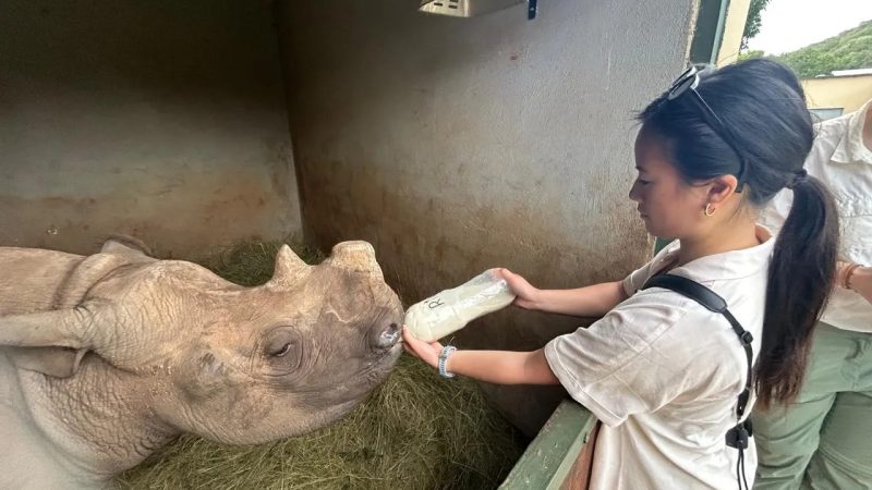 A caregiver holds a large bottle of milk to the mouth of a young rhino lying on a bed of hay inside a straw-lined boma at Care for Wild.