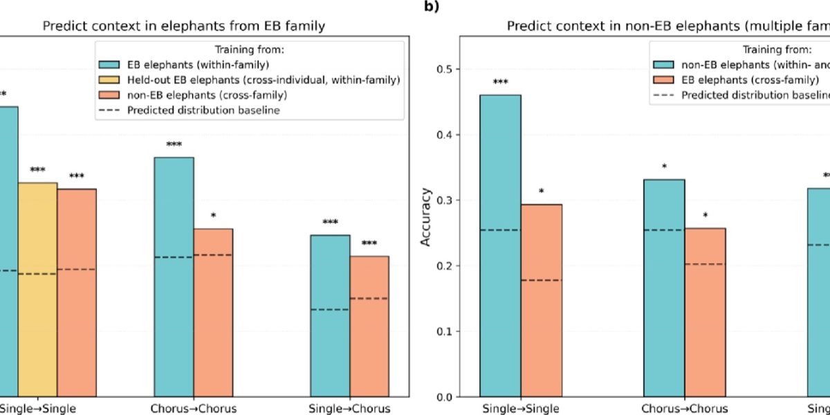 A pair of bar charts titled Predict context in elephants from EB family and Predict context in non-EB elephants. Teal, yellow and orange bars show classification accuracy between roughly 0.19 and 0.46 for single rumbles, chorus to chorus and single to chorus tests, each bar rising above a dashed predicted distribution baseline and marked with one, two or three asterisks for statistical significance.