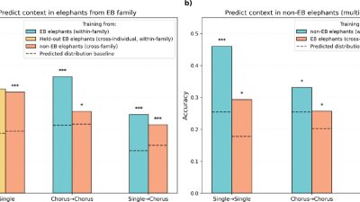 A pair of bar charts titled Predict context in elephants from EB family and Predict context in non-EB elephants. Teal, yellow and orange bars show classification accuracy between roughly 0.19 and 0.46 for single rumbles, chorus to chorus and single to chorus tests, each bar rising above a dashed predicted distribution baseline and marked with one, two or three asterisks for statistical significance.