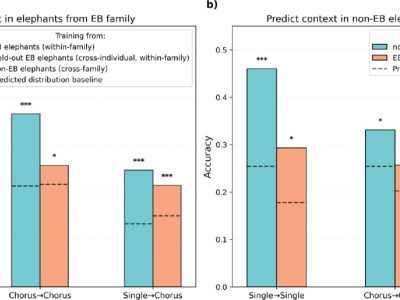 A pair of bar charts titled Predict context in elephants from EB family and Predict context in non-EB elephants. Teal, yellow and orange bars show classification accuracy between roughly 0.19 and 0.46 for single rumbles, chorus to chorus and single to chorus tests, each bar rising above a dashed predicted distribution baseline and marked with one, two or three asterisks for statistical significance.