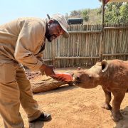 A caregiver in khaki bottle-feeds a young orphaned rhino calf in a sand-floored boma with a pole fence behind them