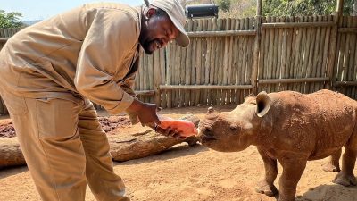 A caregiver in khaki bottle-feeds a young orphaned rhino calf in a sand-floored boma with a pole fence behind them