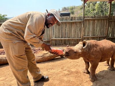 A caregiver in khaki bottle-feeds a young orphaned rhino calf in a sand-floored boma with a pole fence behind them
