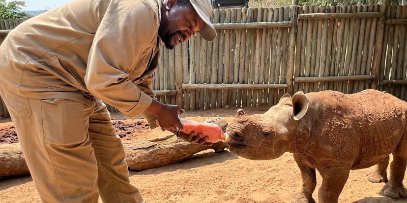 A caregiver in khaki bottle-feeds a young orphaned rhino calf in a sand-floored boma with a pole fence behind them