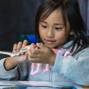 A young girl in a gray hooded sweatshirt holds a spotted toy leopard shark in both hands and studies it closely at a table in the Seattle Aquarium's Discovery Lab.