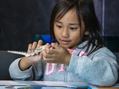 A young girl in a gray hooded sweatshirt holds a spotted toy leopard shark in both hands and studies it closely at a table in the Seattle Aquarium's Discovery Lab.